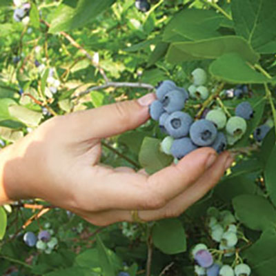 Blueberries, one of the best fruit crops